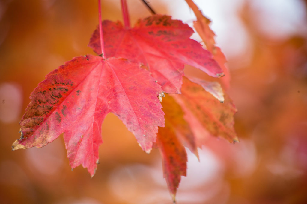 PHOTO GALLERY: Fall in Big Rapids 2019