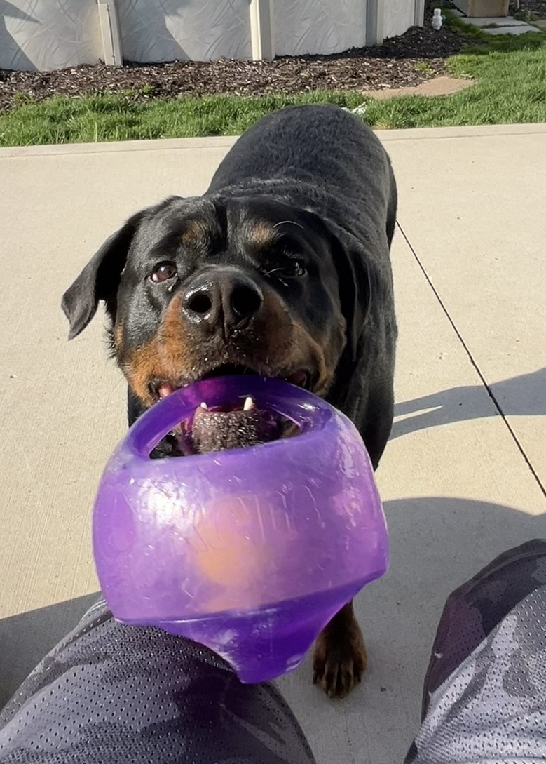 Addie enjoys cuddles and playing outside often.